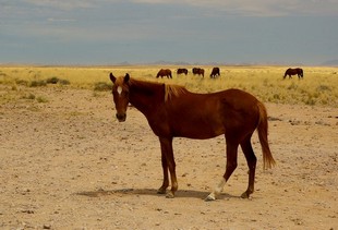224 Namibia Okt 2006 .JPG